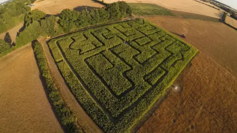 Ruffins Farm A drone image above fields where a maze has been created in thick green crops. It is a sunny day.