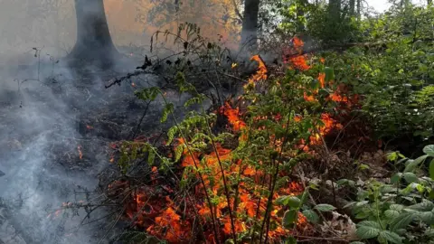 Cheshire Fire and Rescue Service Flames can be seen among the plants and trees in the forest, with large plumes of smoke around.