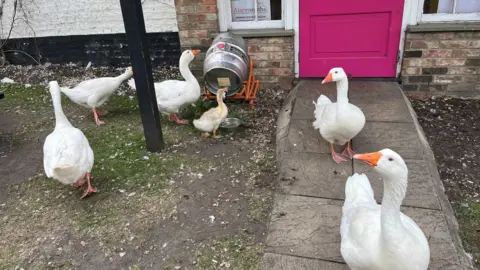 John Devine/BBC Five white domestic geese and a small gosling, a yellow and sandy colour, gather around a beer keg outside a pub in a park.