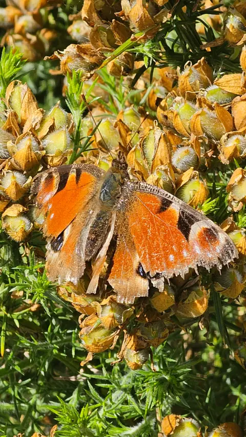 Kelly O'Donnell An orange and black butterfly, resting on flowers on a sunny day