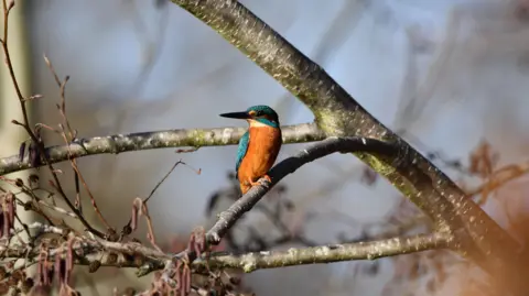 Denise O'Sullivan A kingfisher perched on a tree branch