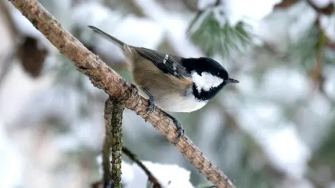 A coal tit sat on a branch with surrounding branches covered in snow 