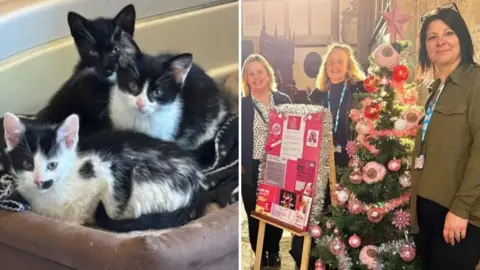 Filey Cat Rescue/NHS Humber Health Partnership Two images: on the left, three black-and-white kittens are sitting together in a soft pet bed. On the right, a decorated Christmas tree adorned with pink and silver ornaments, including baubles and a star topper, stands next to an informational display board covered in pink and white papers.