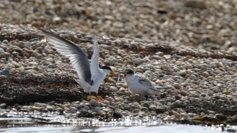 Angela Thomas A little tern feeding its chick on Chesil Beach. The birds are on the pebbles by the water. The adult has its wings spread. It is a sunny day.