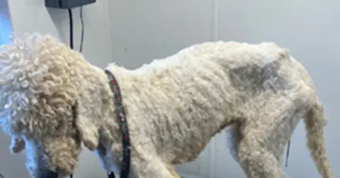 Cornwall Council An emaciated dog of an uncertain breed standing with its head bowed and turned away from the photographer with its haunches thin and with a loose collar around its neck.