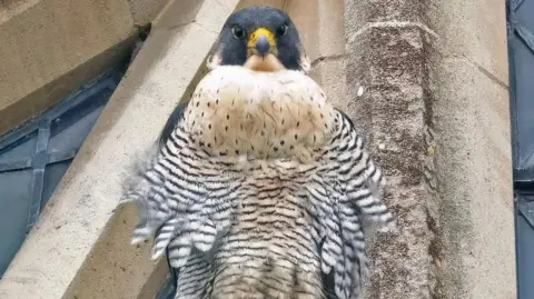 Steve Grundy Mel, a female peregrine, perched on Winchester Cathedral stonework, looking directly at the camera