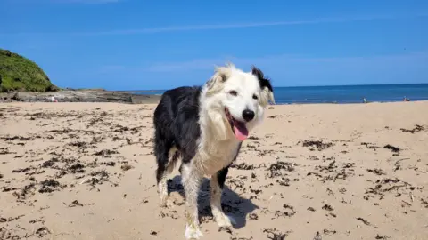 A black and white border collie standing on a sandy beach with his tongue out. The sky is blue and the sea can be seen in the background.