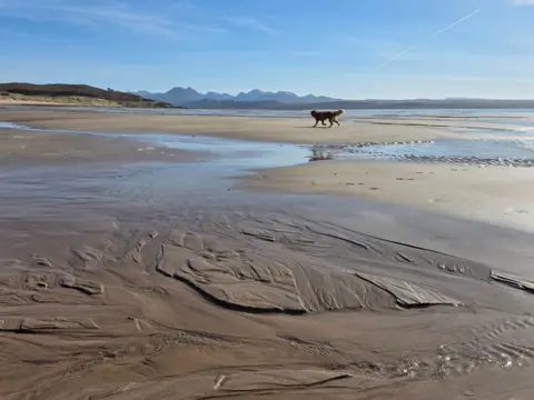 Ian Hastie A dog runs about on a sandy beach, on a bright, sunny day