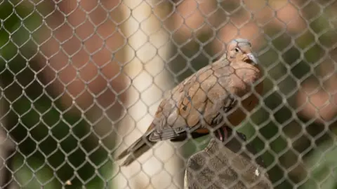 A Socorro dove is standing on a wooden bar looking through a meshed fence. It has brown coat and a slightly gray-cloloured head.  