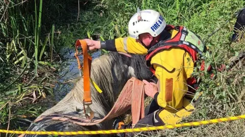 Northamptonshire Fire and Rescue Service Man in hard hat attempts to secure belts to a horse in water
