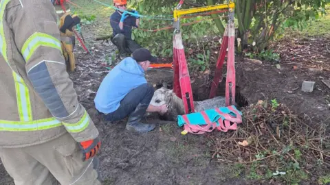 Firefighters and rescuers work to free a pony trapped in a hole. The pony is supported by bright red lifting straps attached to a metal frame, while one rescuer kneels close, holding the animal’s head.