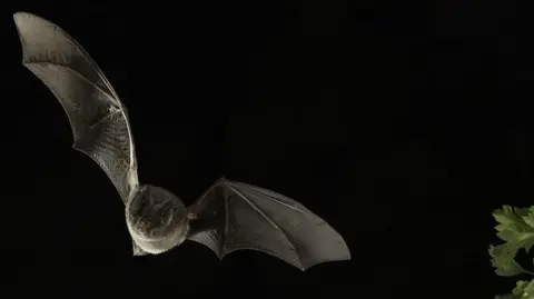 A Barbastelle bat flying through the air at night.