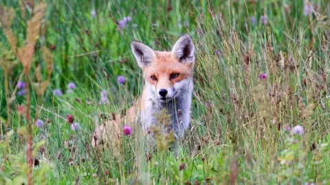 Basil Waugh A fox pokes its head out among tall green grass. It has an orange and white coat and large ears, with piercing brown eyes.