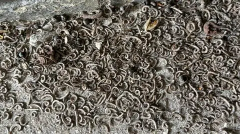 Hundreds of dead millipedes curled up on a concrete floor