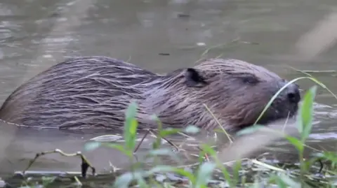 A beaver in the water