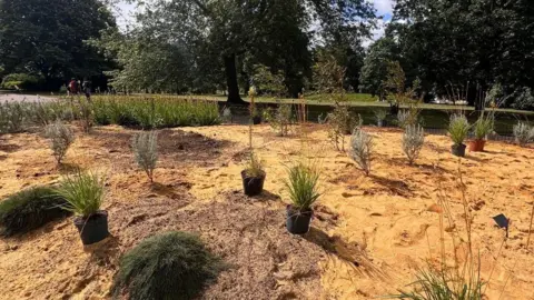 Sandy patch of ground with small plants placed around, in a park with trees and blue sky in the background.