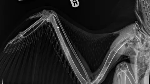 Scottish SPCA An x-ray of an eagle's wing showing damage consistent with a shooting