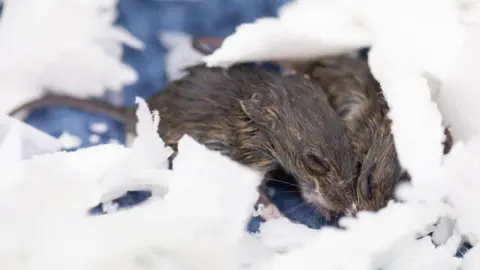 Two mice are seen in a close up shot huddled together and under what looks like shredded paper or fabric