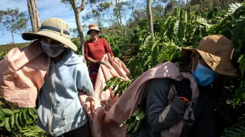 Getty Images Workers carry harvested coffee cherries at a farm in Dak Doa village in Pleiku, Vietnam