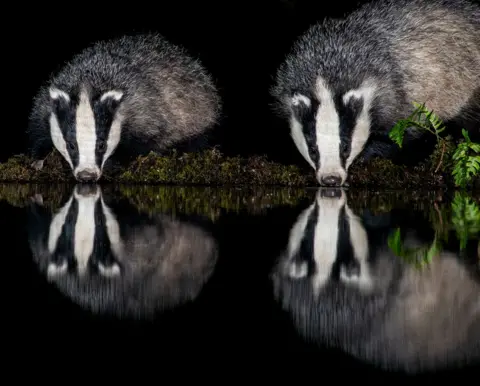 Maria Forrest Two badgers side by side with their reflections showing in the water