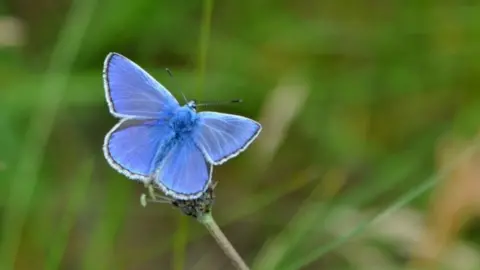 a blue butterfly
