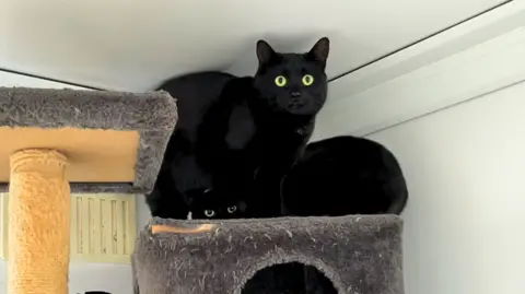 Two black cats with green eyes sit on a cat jungle gym.