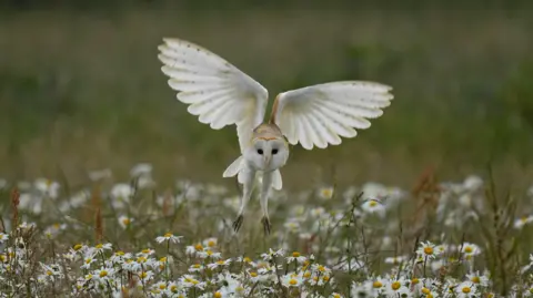 Finley Miller Barn owl captured flying through the sky above some white flowers and grass 