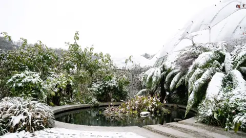 Rob Donald/Eden Project Snowfall outside the Eden Project biomes and on the plants