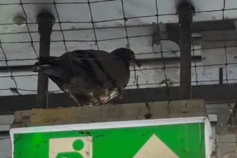 Gemma Johnson A pigeon stood in the ceiling of a car park surrounded by netting