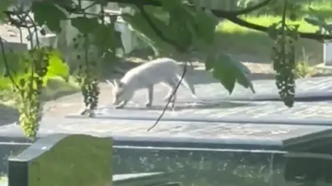 A white fox cub walks over a grave in a Hull cemetery 