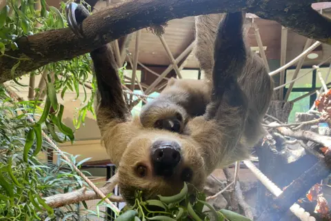 Jersey Zoo A sloth hanging from a branch in a zoo enclosure, with a baby latched to its belly.