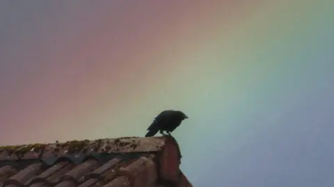 John Dyer A black crow on a rooftop, with the colours of a rainbow blurred in the sky behind.