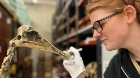 A woman with tied-back ginger hair and black glasses, wearing white gloves, paints the beak of skeleton ahead of an exhibition. Shelves can be seen in the background. 