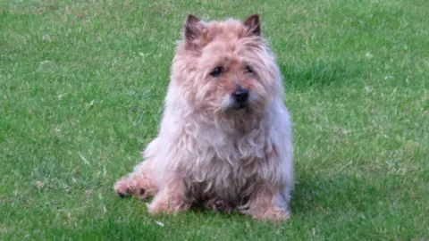 Kim Hepple A white fluffy terrier dog sits on a lush lawn.
