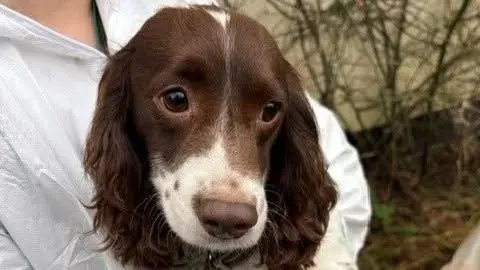 A close up of the face of a dog being carried by someone in white overalls. 