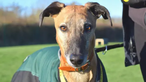 a close-up of a lurcher dog, which is tall and slender and wearing a dark green coat and orange collar, looking straight at the camera