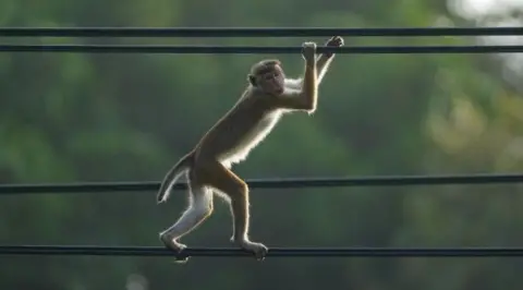 A toque macaque (Macaca sinica) walks on the electric wires in Habarana, Sri Lanka, on February 7, 2025