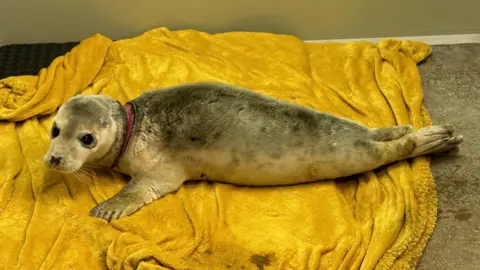 Scottish SPCA Grey seal lying on a yellow blanket with a large incision around its neck