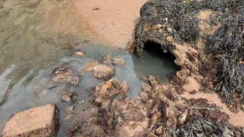 An open pipe on the beach opening into the sea is covered in seaweed and the water flowing from it is dark brown.