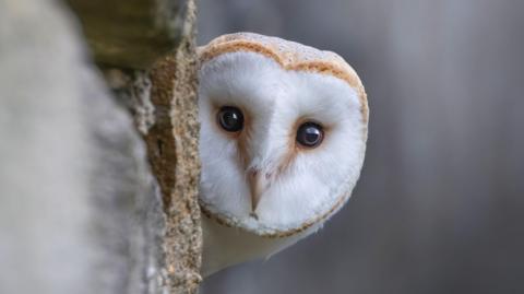 A Fresh Design: Wildlife Takes Center Stage on Banknotes