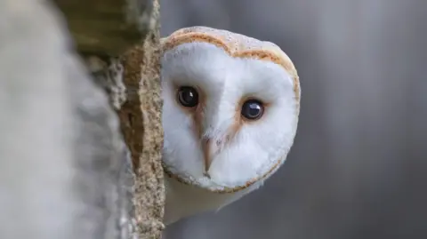 A close-up of an owl peeking around a tree