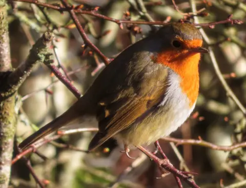 John Dyer A robin sitting on a branch in bright sunshine