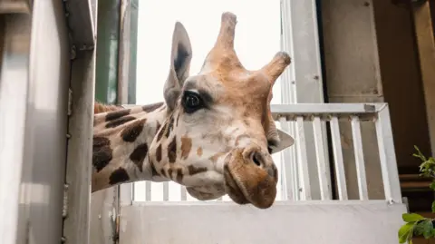 Stanley, a young male giraffe, peers out from the side of his enclosure. He has distinctive brown patches across his neck and face, and two small horns. 