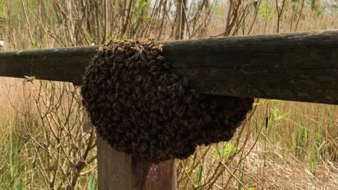 Salvatore Scotti A swarm of bees on a wooden fence post