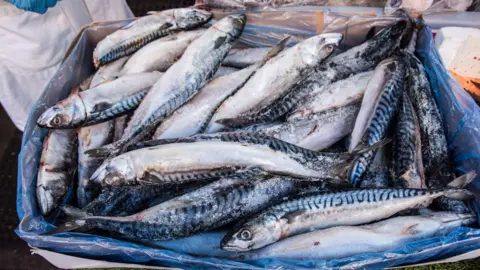 A crate of fresh mackerel