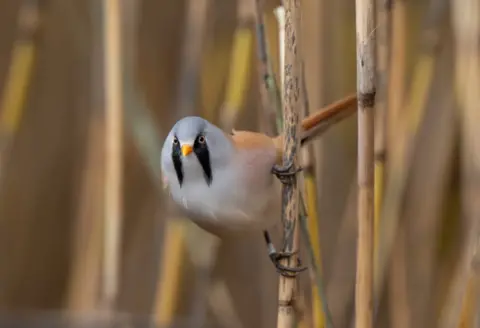 Debi Bell A small grey bird with distinctive black markings around its eyes clinging to a reed