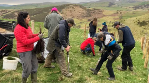 A group of nine people planting trees on a hillside. A number are digging the ground, others are crouched down. A woman in a red coat in the foreground is holding a bunch of saplings. Hills are seen in the background. 