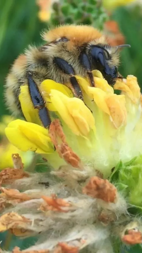 Moss Carder bumblebee