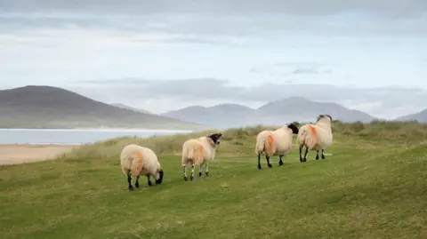 Four sheep standing in an area of coastal meadow called machair in the Western Isles.