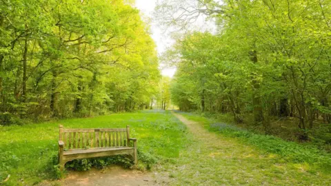 Richard Osbourne A daylight picture of a wide trackway or path through woodland, with rows of trees in full leaf on either side, looking a golden shade of green under the sunlight. The sky, over-exposed to white in the photograph, is visible in a thin patch along the middle between the two canopies. In the foreground, a wooden bench with a small memorial plaque on it, the dedication on which cannot be read, is placed to the left of the path.